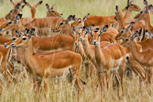 Herd of Female Impala Masai Mara Kenya612706548 300x200 - Herd of Female Impala Masai Mara Kenya - Masai, Mara, Kenya, Impala, Herd, Female, Eagles